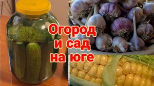 Мой домик у лимана. Огород и сад на юге. Соленые огурцы. Урожай чеснока. Ремонт. Покос....