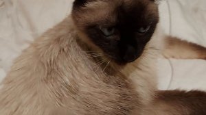 Креативный старый тайский кот .