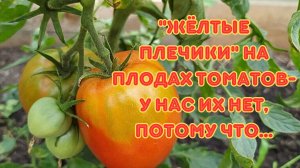 Почему на плодах томатов появляются "жёлтые плечики".