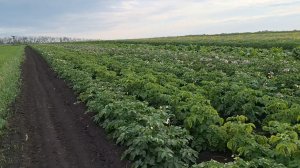 Жизнь в Деревне