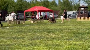 МОЛОДЫЕ СУКИ ДШ / КЧК БРОННИЦЫ 24 мая`25 F.Bogoeski, О.Васильев Моно немецких овчарок