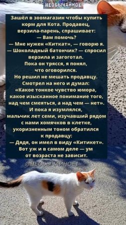 Ум от возраста не зависит #кошки #котики #кот