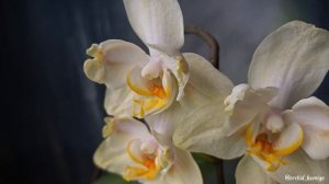 Phal. Golden Jaguar бантик 🐆 Домашнее цветение нежной орхидеи Голден Ягуар | Обзор сорта 🌼