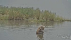 Медвежонок отнял у мамы еду,она еще себе поймает