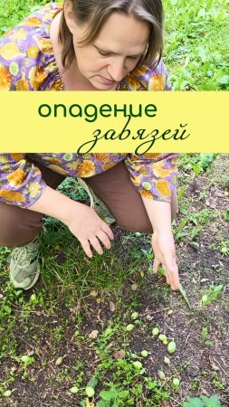 ОПАДЕНИЕ завязей