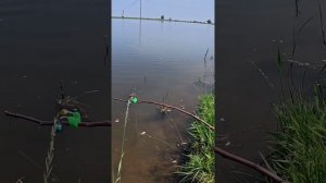 Бешеный клёв сазана на дедовские закидушки. Астрахань.  #рыбалка #рыбалкавастрахани #fishing