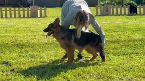 3 ОП De Orse Mak Flai FIERIYA №24 КЧК БРОННИЦЫ 24 мая`25 F.Bogoeski, О.Васильев Моно немецких овчаро