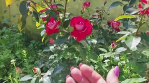 Грустный день. Наши огорчения. Простые рецепты. Готовя