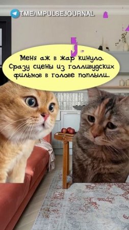 Так расстроил (Мяукаем в телеграм Импульс Журнал 👉 @impulsejournal ) #пустьговорят #коты