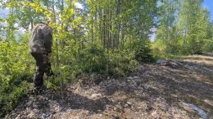 приучаем собаку к лесу. учим собаку искать грибы