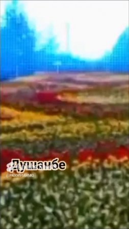 ДУШАНБЕ 🇹🇯 ДУШАНБЕ