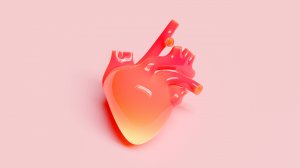 Разрез сердца человека под микроскопом