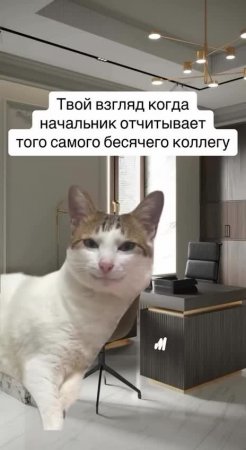 Белый кот хитро улыбается 🐈
