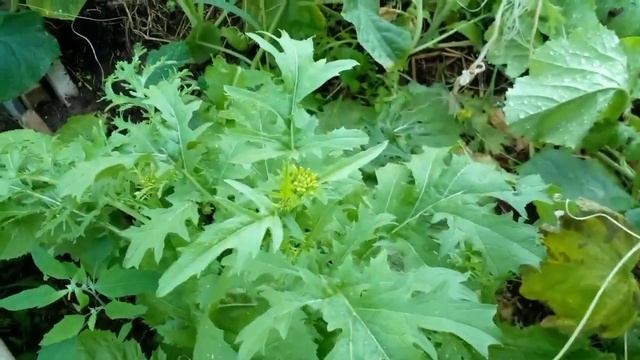 ЛЕНИВЫЙ УРОЖАЙ!  НЕ сеешь, НЕ сажаешь - а урожай снимаешь!!