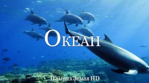 Океан HD - Живописный Фильм о дикой природе с успокаивающей Музыкой