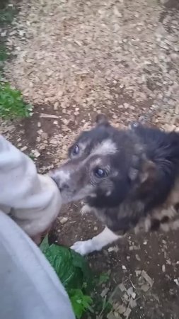 Мухтар передает привет