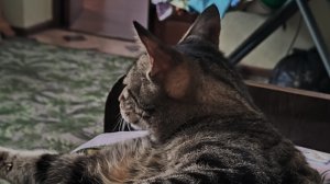 Кот