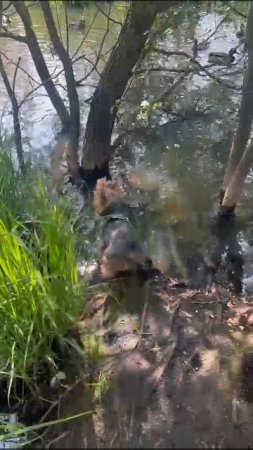 охота 🦆