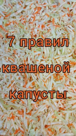 Хрустящая вкусная квашеная капуста с собственном соку
