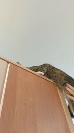 ТГК:Симбочка милочка 🐱😸😻