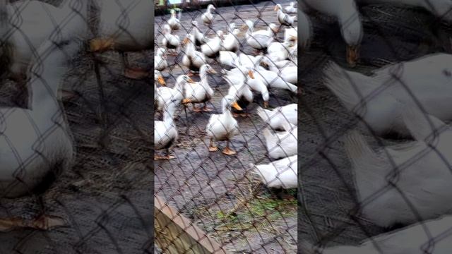 Трава - это новая дробленка! 🌱🐓