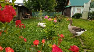 Дожди мешают работе по хозяйству🌧️ Будни в Новом: птица, сад, урожай🏡🪿🐓🐣🐔🦆🍓🍒. Снова гроза⛈️