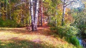 Золотая осень в Сосновом бору