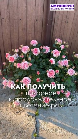 🌹 Советы для выращивания шикарных розовых кустов 🌹