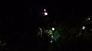 Цветник мой ночью🌛🌷