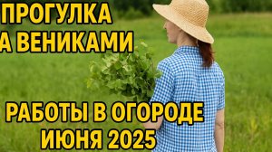 Июньский огород: за вениками и полезной зеленью!