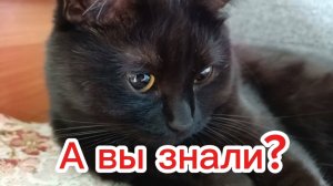 Кошки с озвучкой.