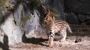 Котята сервалов весело носятся по вольеру под наблюдением строгой мамы.
