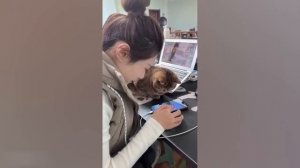 ℹ️ Приколы с котами! С ОЗВУЧКОЙ! Самые смешные животные! Смешные видео с котами!
