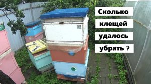 Результаты эксперимента по борьбе с клещами Варроа.
