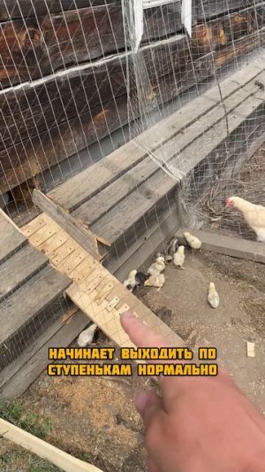 Переселил цыплят