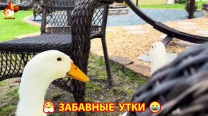 Забавные утки мускусные и пекинские на свободном выгуле ч.(111) ❣️🤗😂