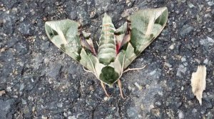 Редкую бабочку из Красной книги заметили в Чите