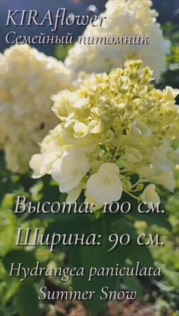 Гортензия Ливинг Саммер Сноу - это белоснежный танец лета