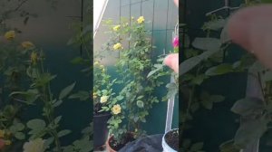 люсины розы на балконе