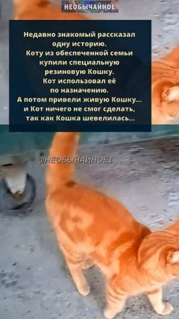 Резиновая штука по назначению... #кошки #котики #кот