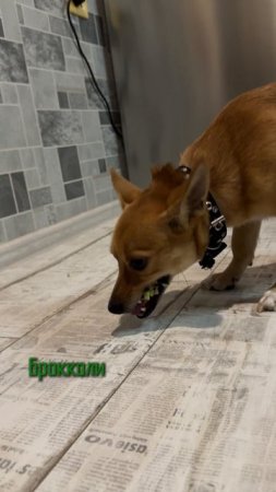 Чем угостить собаку со стола?