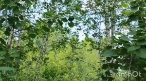Едем в лес🌲 поле🕊зачем-то?трава для чая
