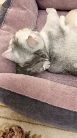 Котятам кошки Кайли 16 дней.