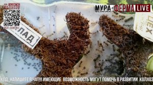 МУРА-ферма LIVE.Бункер 58.Муравьиная ферма!Муравьи Жнецы.+радио "Мураши LIVE".