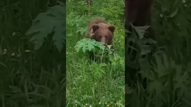 Лето. Медведи ходят.