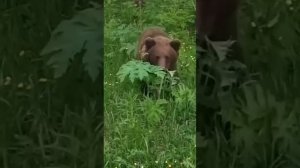 Лето. Медведи ходят.
