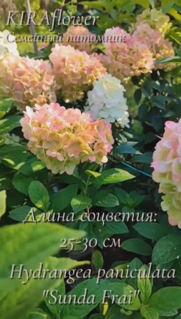 Гортензия Сандей Фрайз – это симфония красок, разыгрывающаяся на кусте.