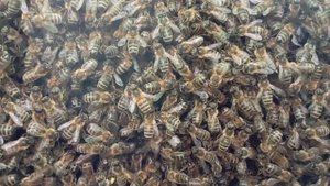 Звуки созидания