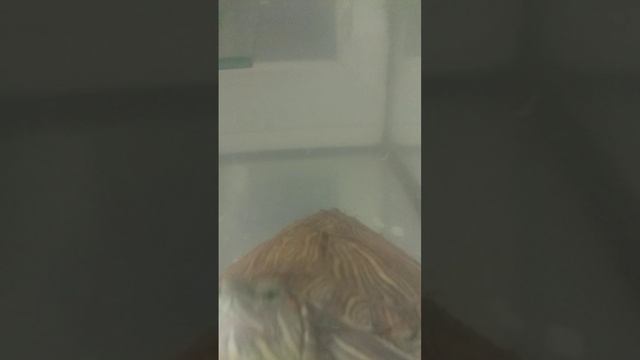 Вечерний влог всем спок нок... (к тате вот черепаха засранка корм так и не доела) 😅😅😅😅😅😅😅😅😅