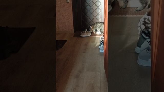 ходят в один лоток вдвоём